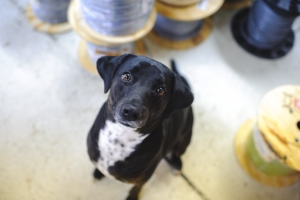 Sadie